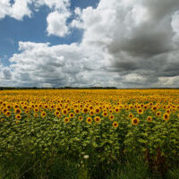 sunflowers in a field on a background of clouds